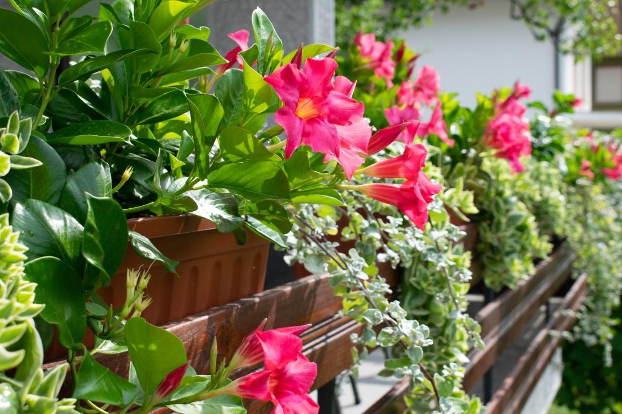Apartma Bolero โทลมิน ภายนอก รูปภาพ